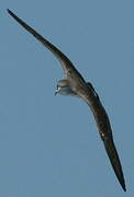 Scopoli's Shearwater