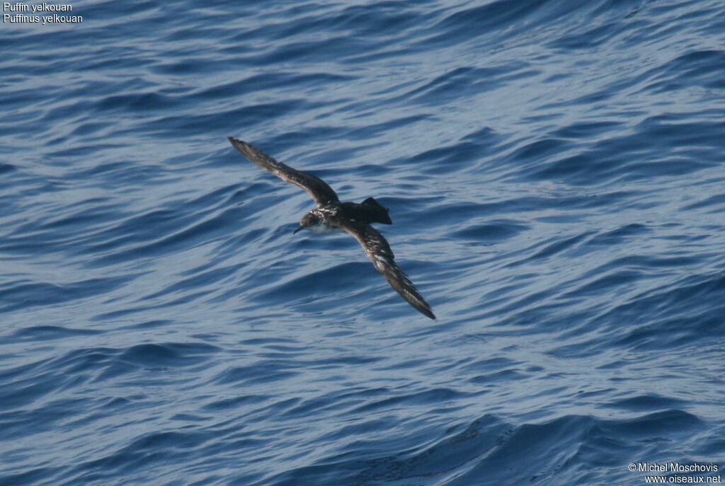 Yelkouan Shearwater