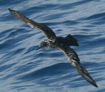 Yelkouan Shearwater