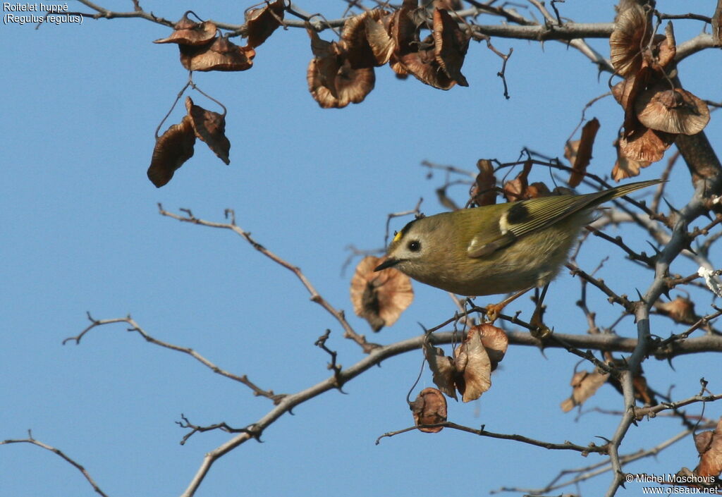 Goldcrest, identification