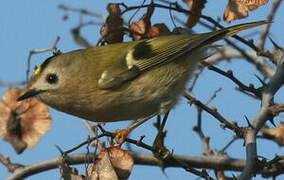 Goldcrest