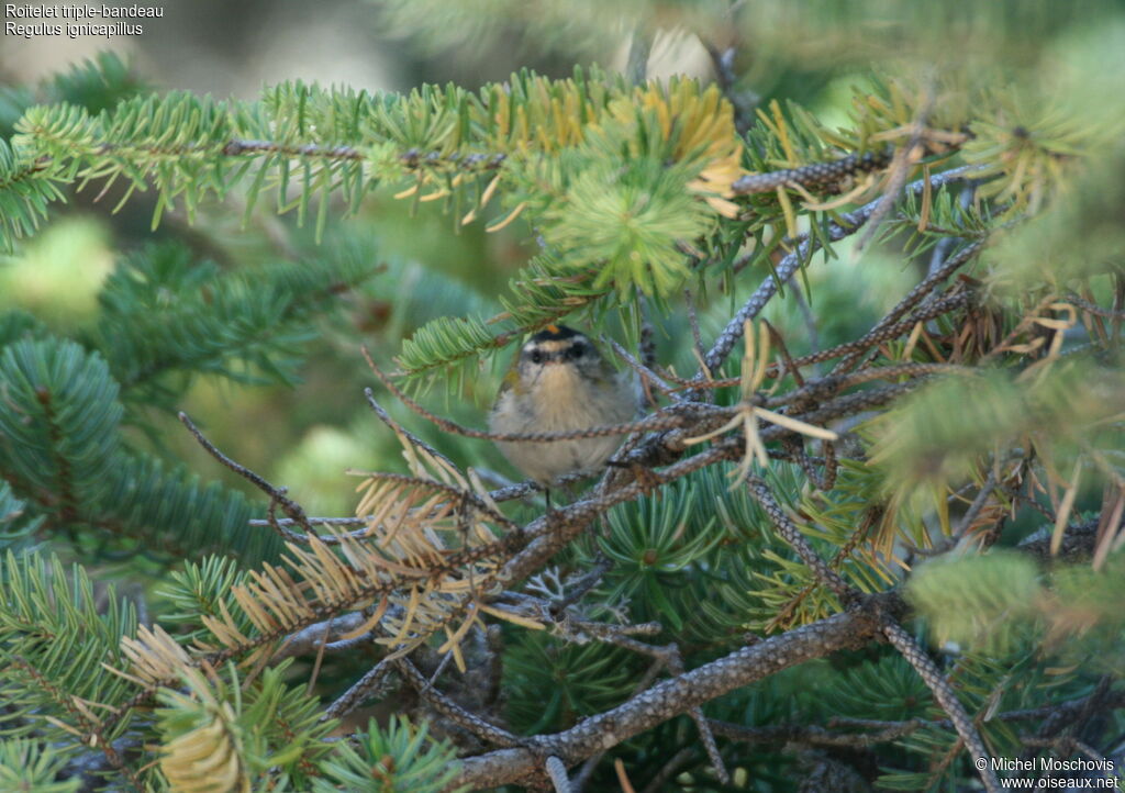 Common Firecrest