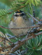 Common Firecrest