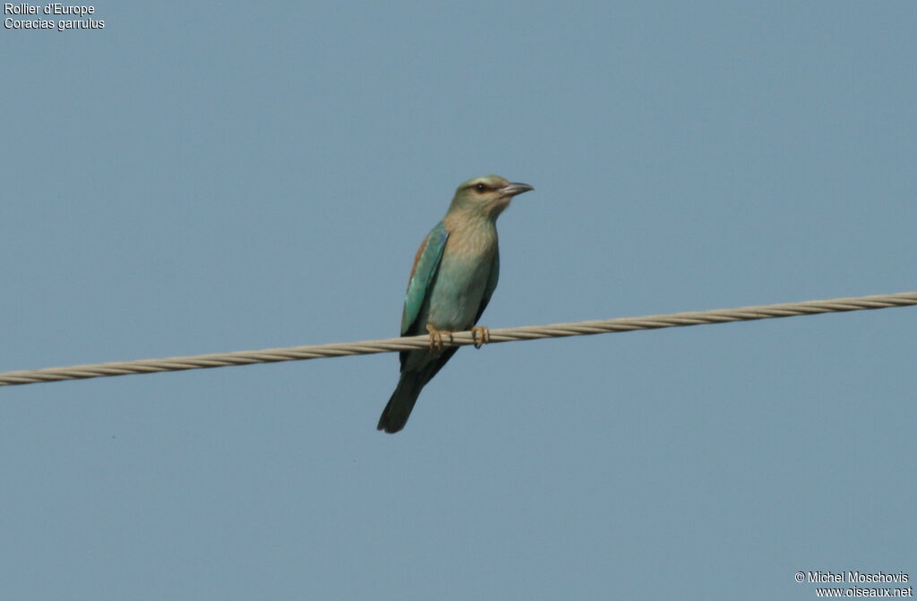 European Roller