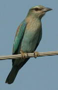 European Roller