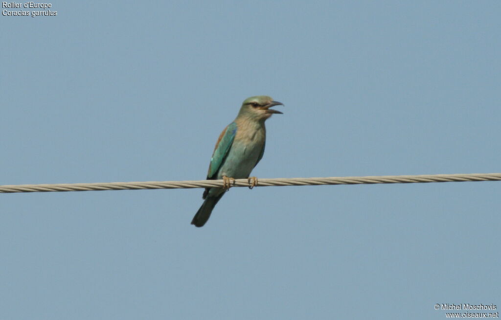 European Roller