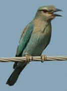 European Roller