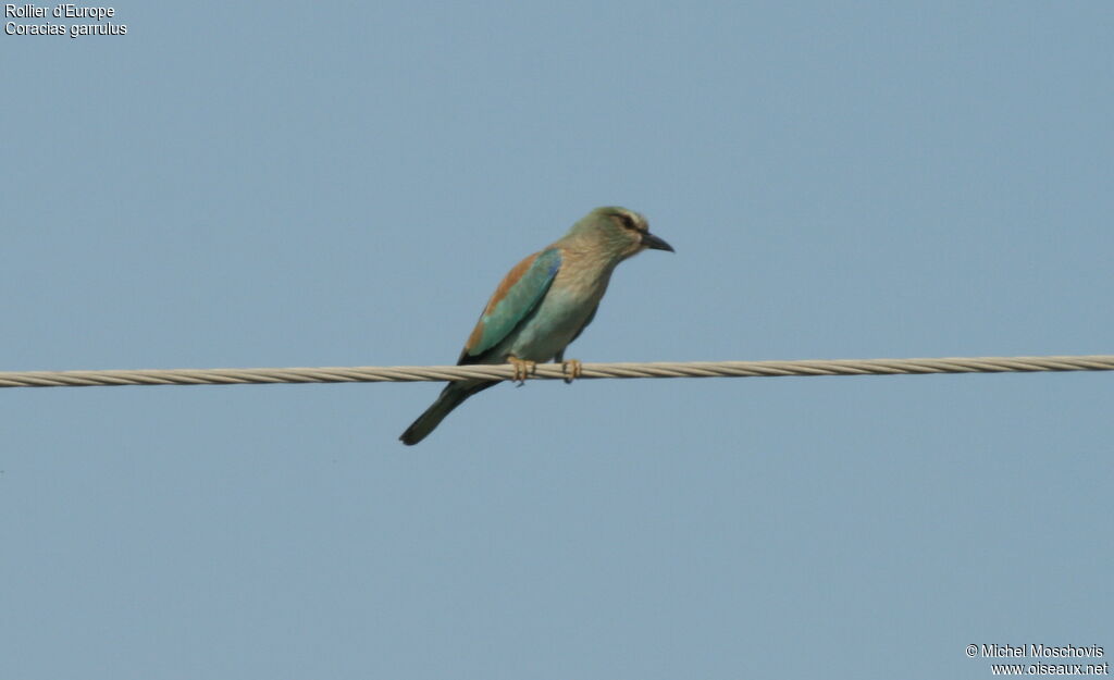 European Roller