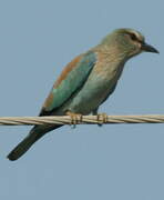 European Roller