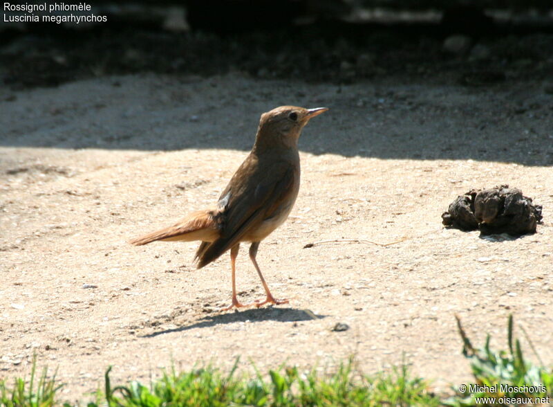Common Nightingale, identification, Behaviour