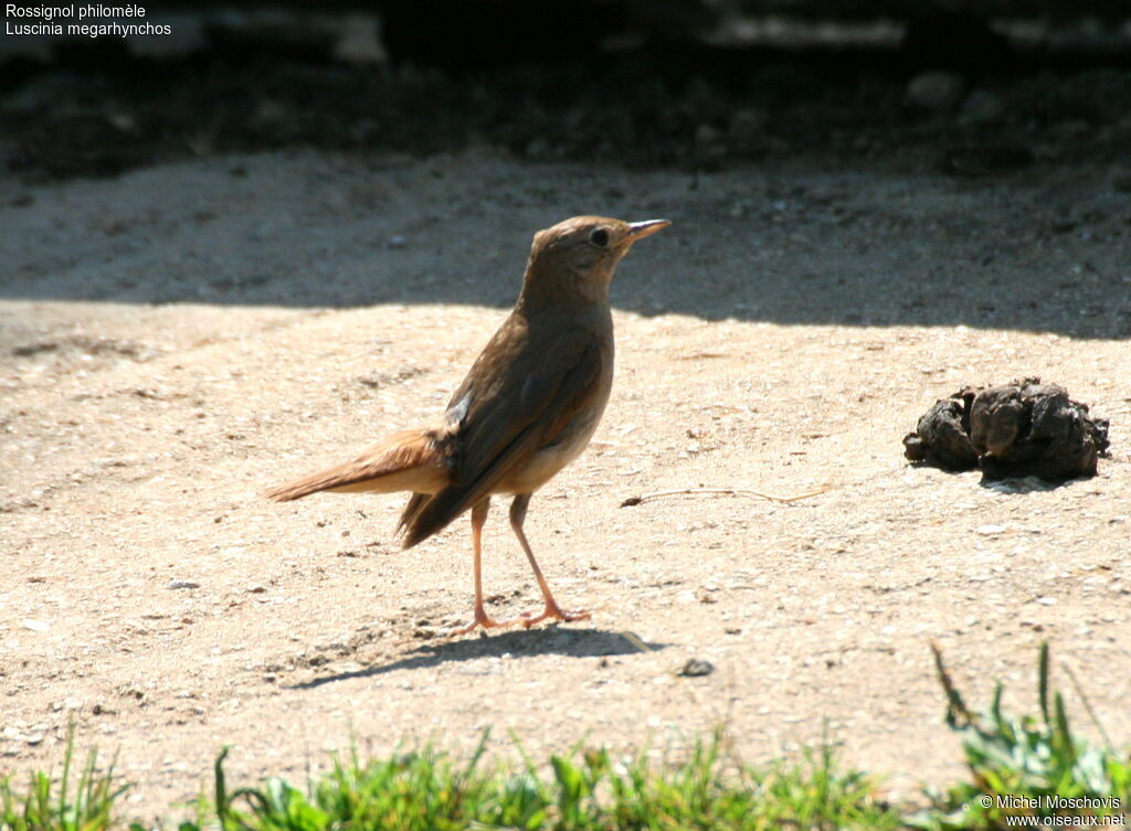 Common Nightingale, identification, Behaviour