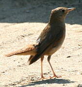 Common Nightingale