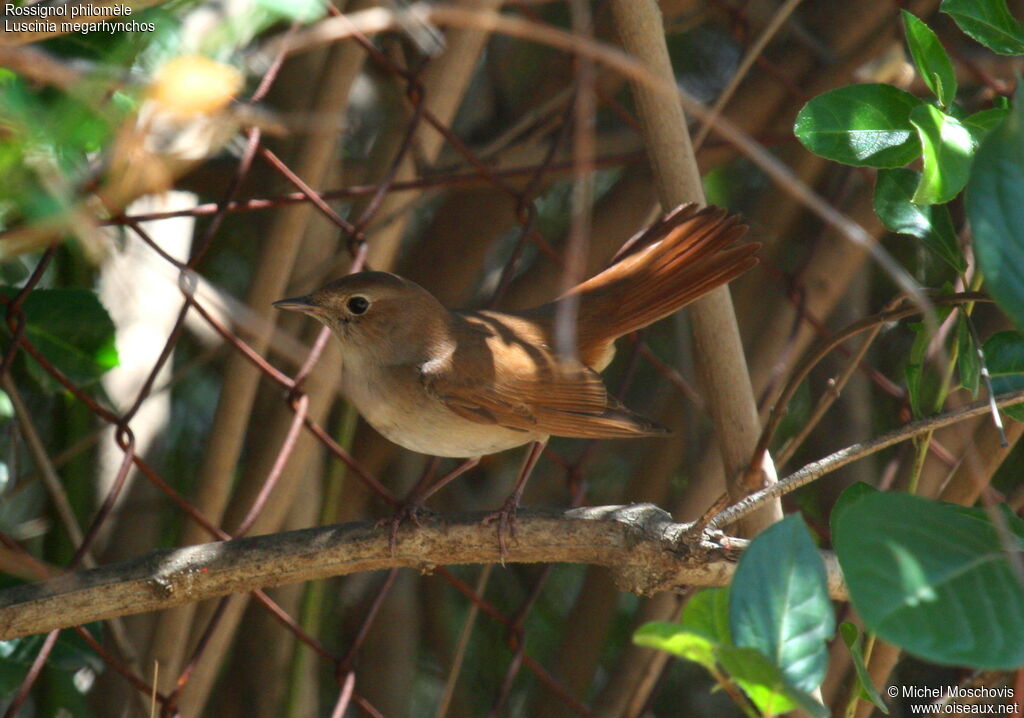 Rossignol philomèle, identification