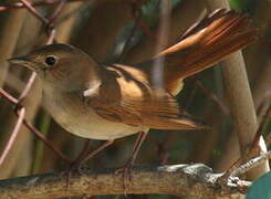 Common Nightingale