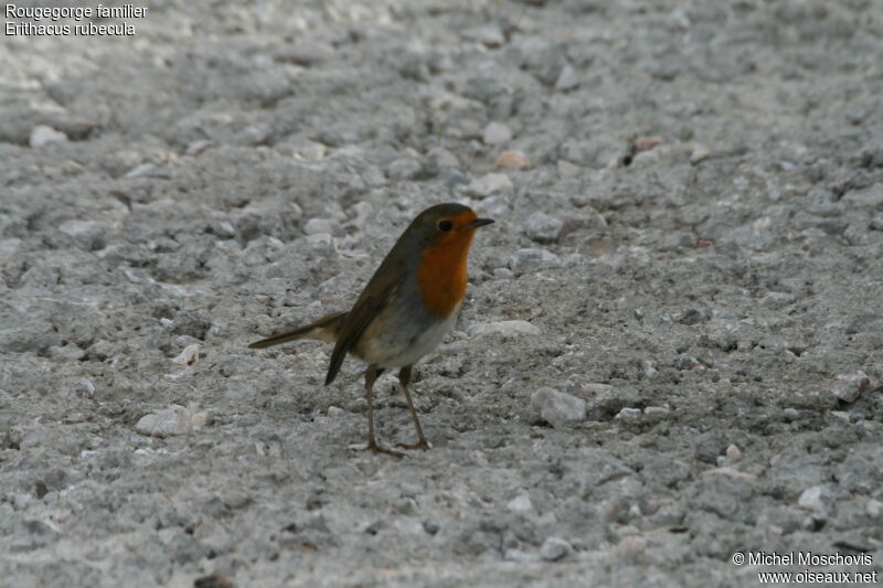 European Robin