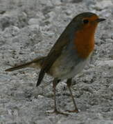 European Robin