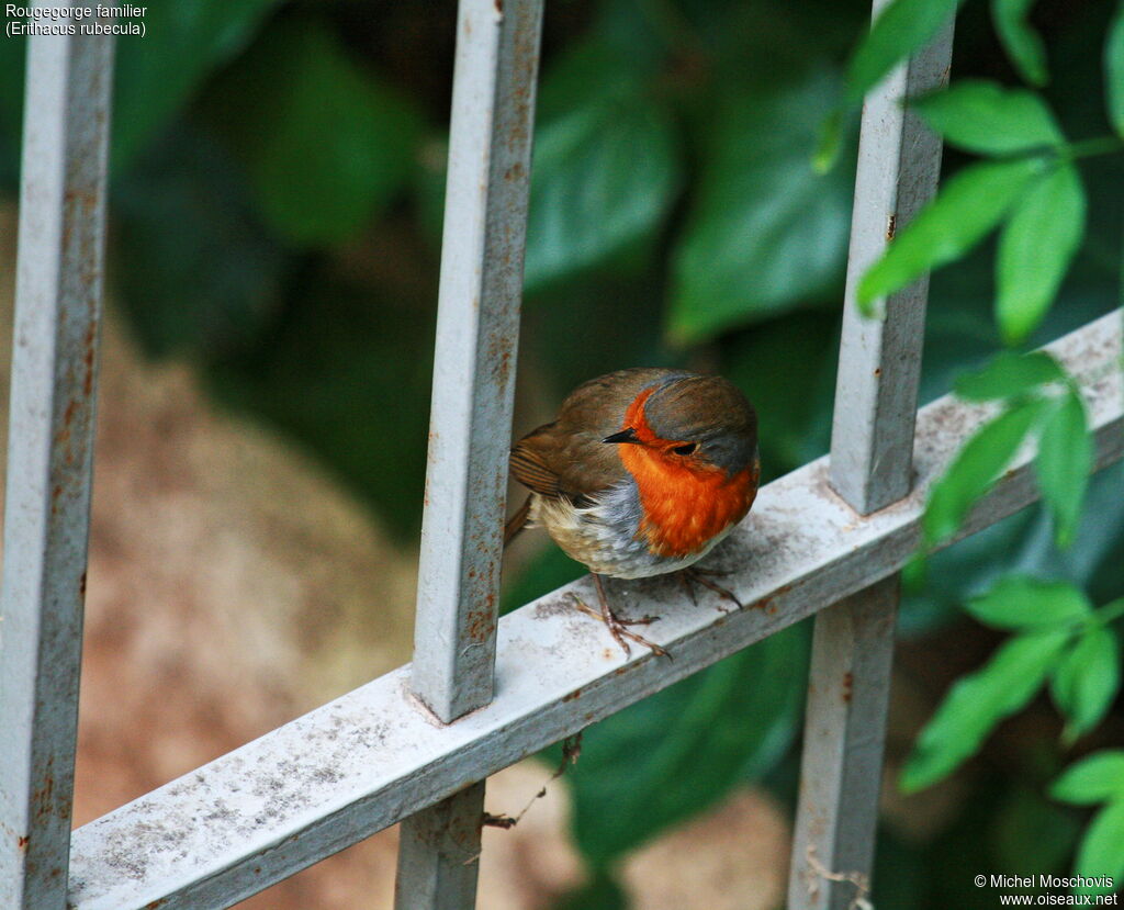 European Robin, identification