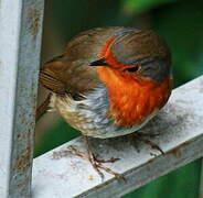 European Robin