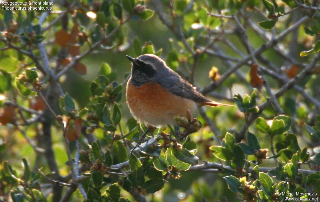 Common Redstart, identification