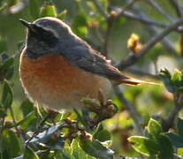 Common Redstart