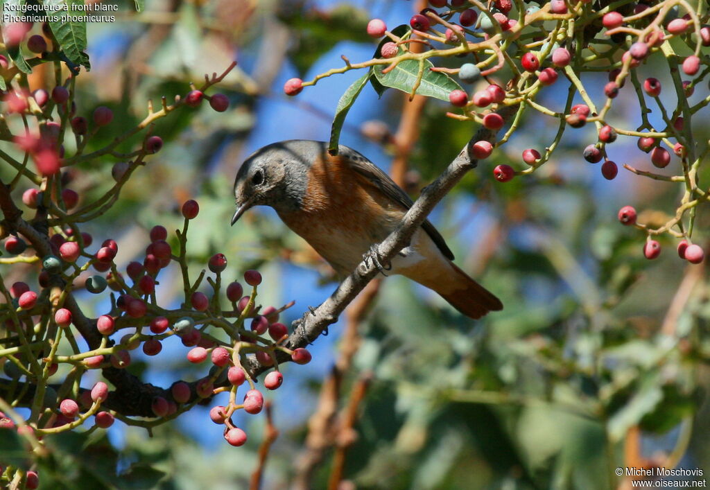 Common Redstart