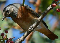 Common Redstart