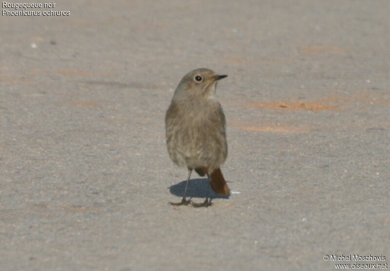 Black Redstart