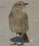 Black Redstart