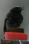 Black Redstart