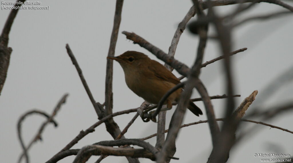 Common Reed WarblerFirst year