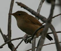 Eurasian Reed Warbler