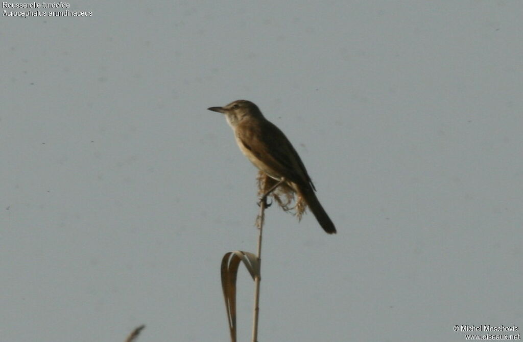 Great Reed Warbler