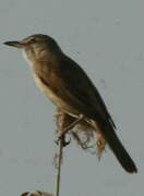 Great Reed Warbler