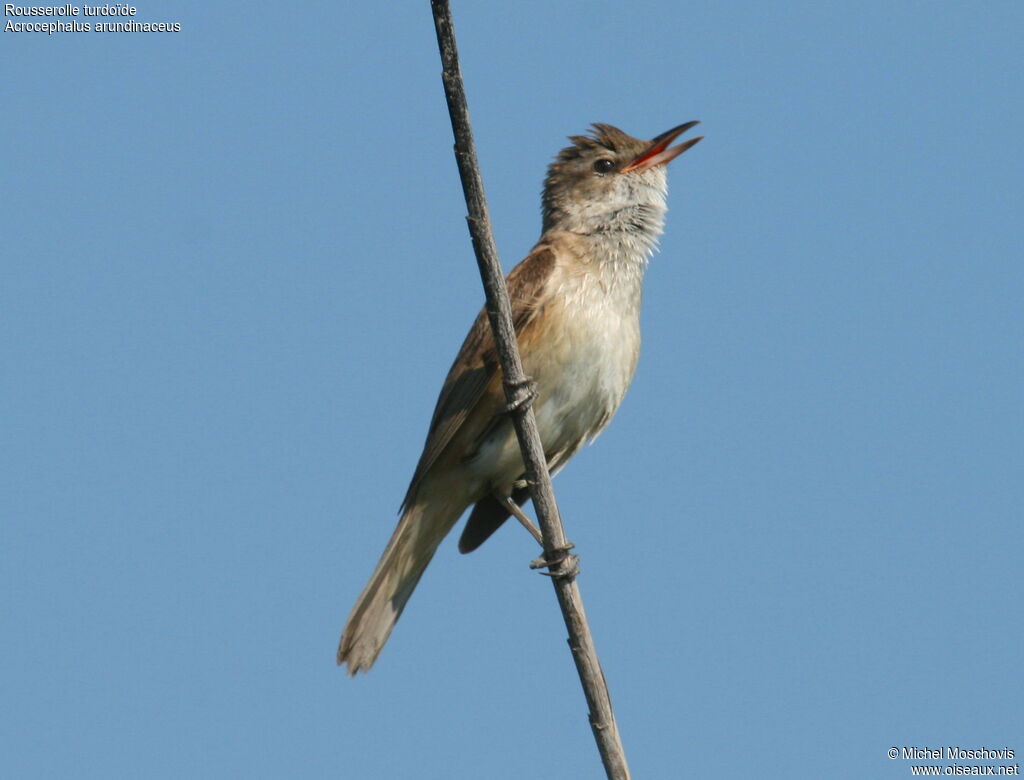 Great Reed Warbler male adult breeding