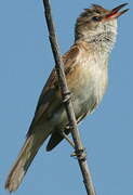 Great Reed Warbler