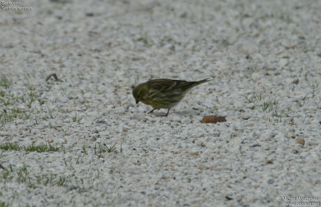 Serin cini