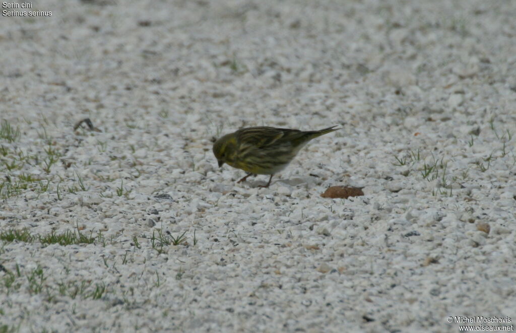 European Serin