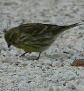 European Serin