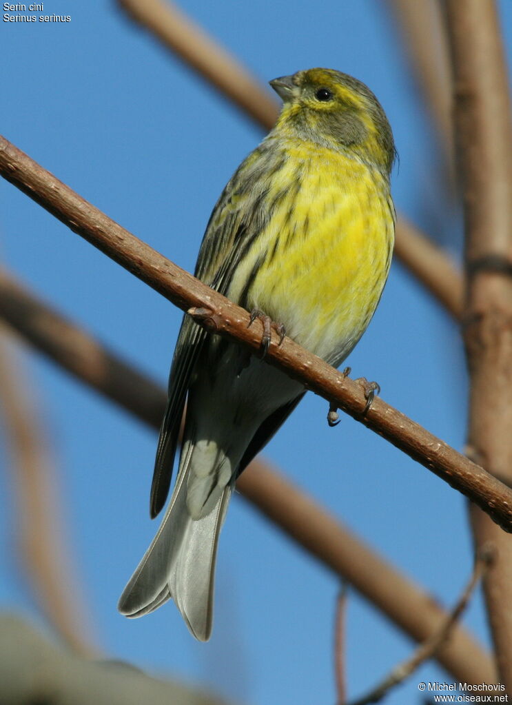 European Serin, identification