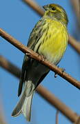 European Serin