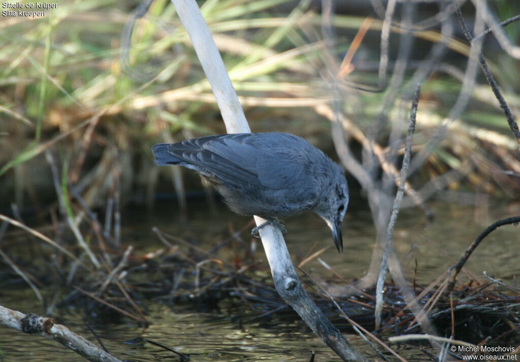 Sittelle de Krüper, identification