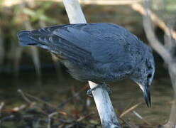 Krüper's Nuthatch