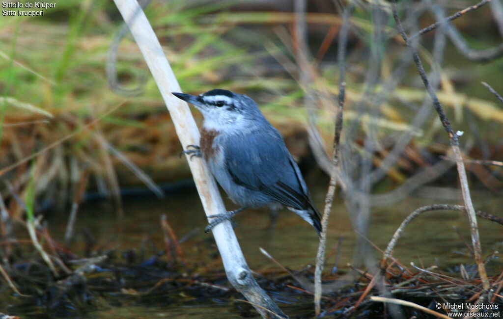 Sittelle de Krüper, identification