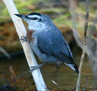 Krüper's Nuthatch