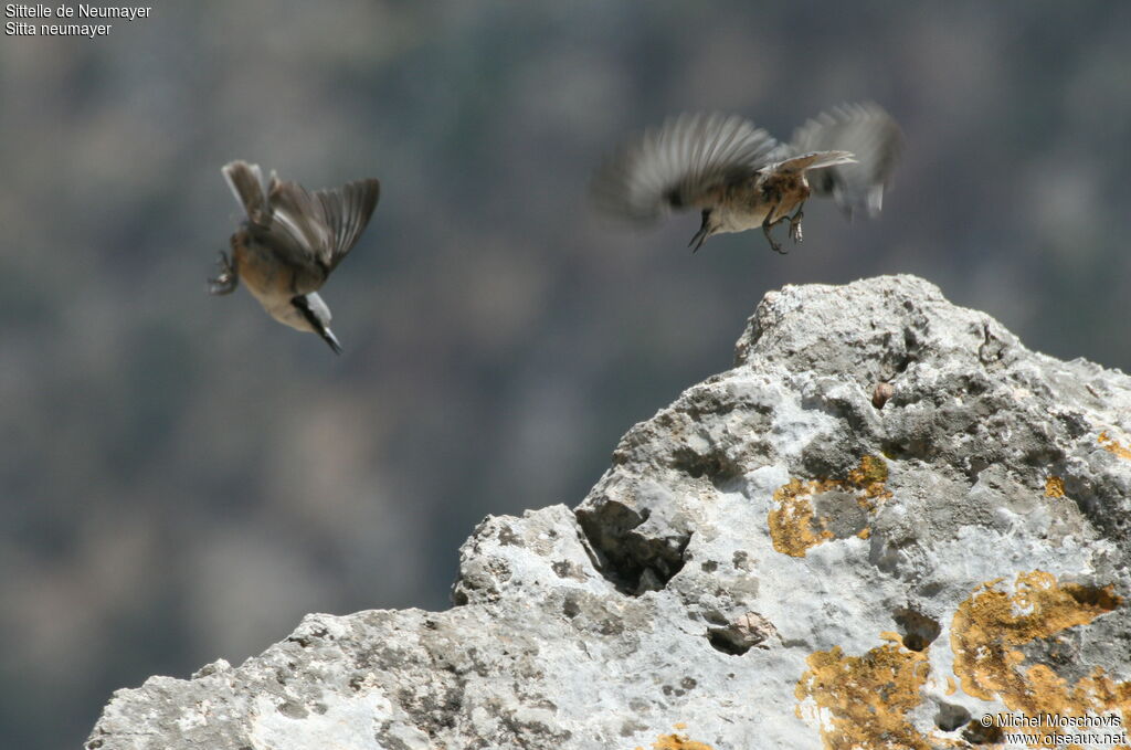 Western Rock Nuthatch, Behaviour