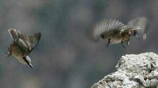 Western Rock Nuthatch