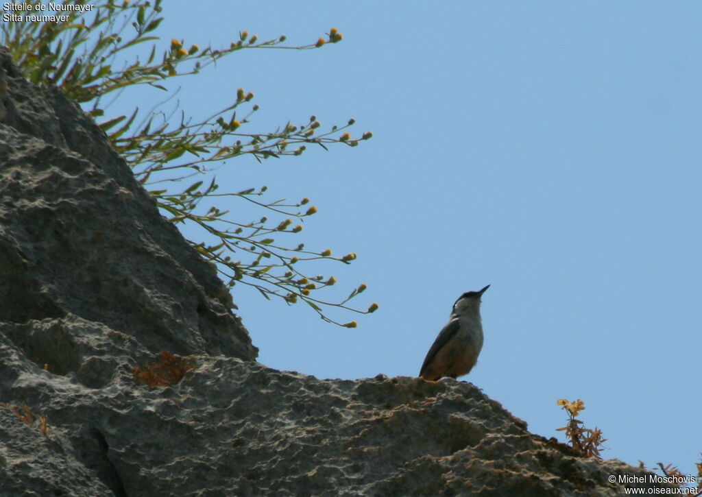 Sittelle de Neumayeradulte, identification