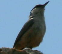 Western Rock Nuthatch