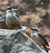 Western Rock Nuthatch