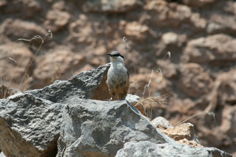 Western Rock Nuthatch